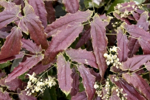 Epimedium 'Sandy Claws' 